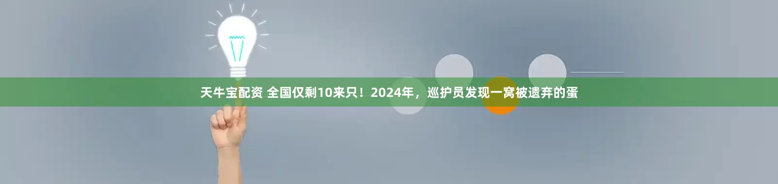 天牛宝配资 全国仅剩10来只！2024年，巡护员发现一窝被遗弃的蛋