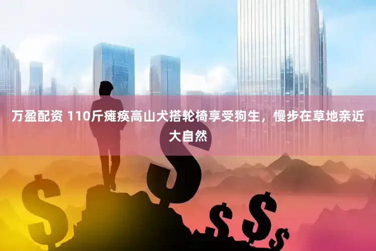 万盈配资 110斤瘫痪高山犬搭轮椅享受狗生，慢步在草地亲近大自然