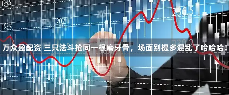 万众盈配资 三只法斗抢同一根磨牙骨，场面别提多混乱了哈哈哈！